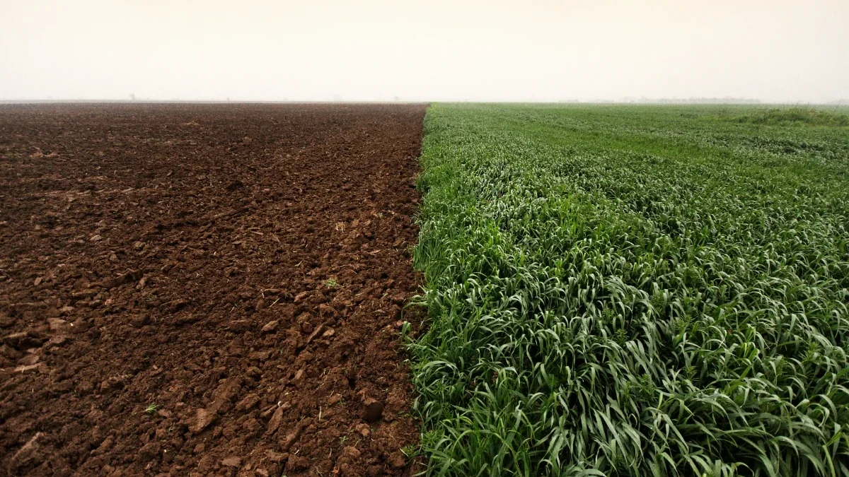 Объявлены показатели по севу озимых культур