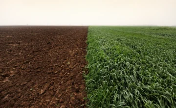 Объявлены показатели по севу озимых культур