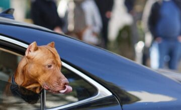 В Грузии будут применяться штрафы за шум от транспорта