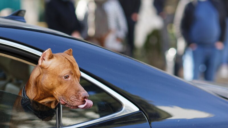 В Грузии будут применяться штрафы за шум от транспорта