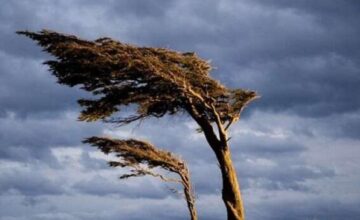 Вынесено желтое предупреждение в связи с ветреной погодой