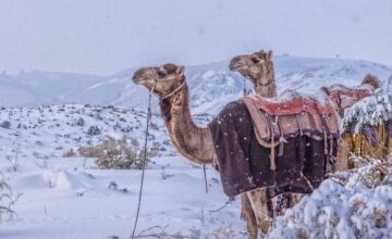 Редкое явление в Саудовской Аравии – в пустыне выпал снег