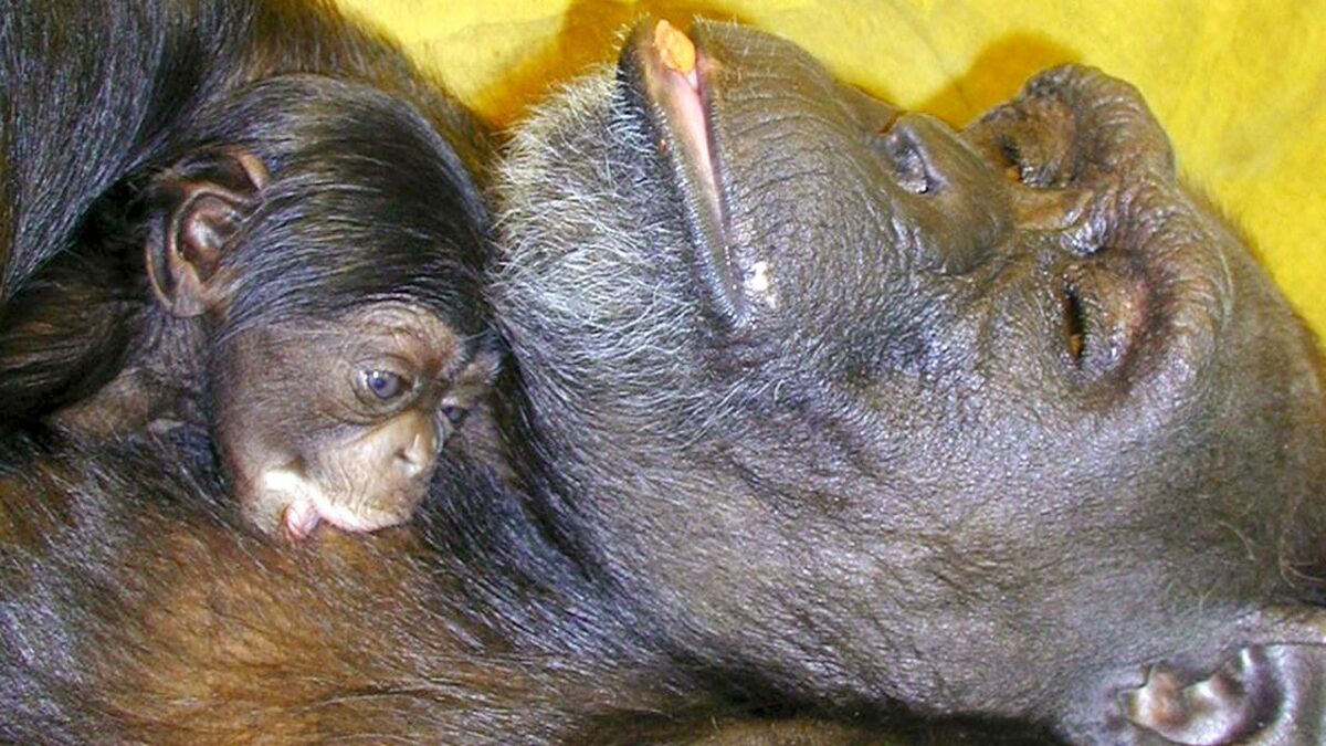 «Гениальная» шимпанзе Ай умерла в возрасте 49 лет