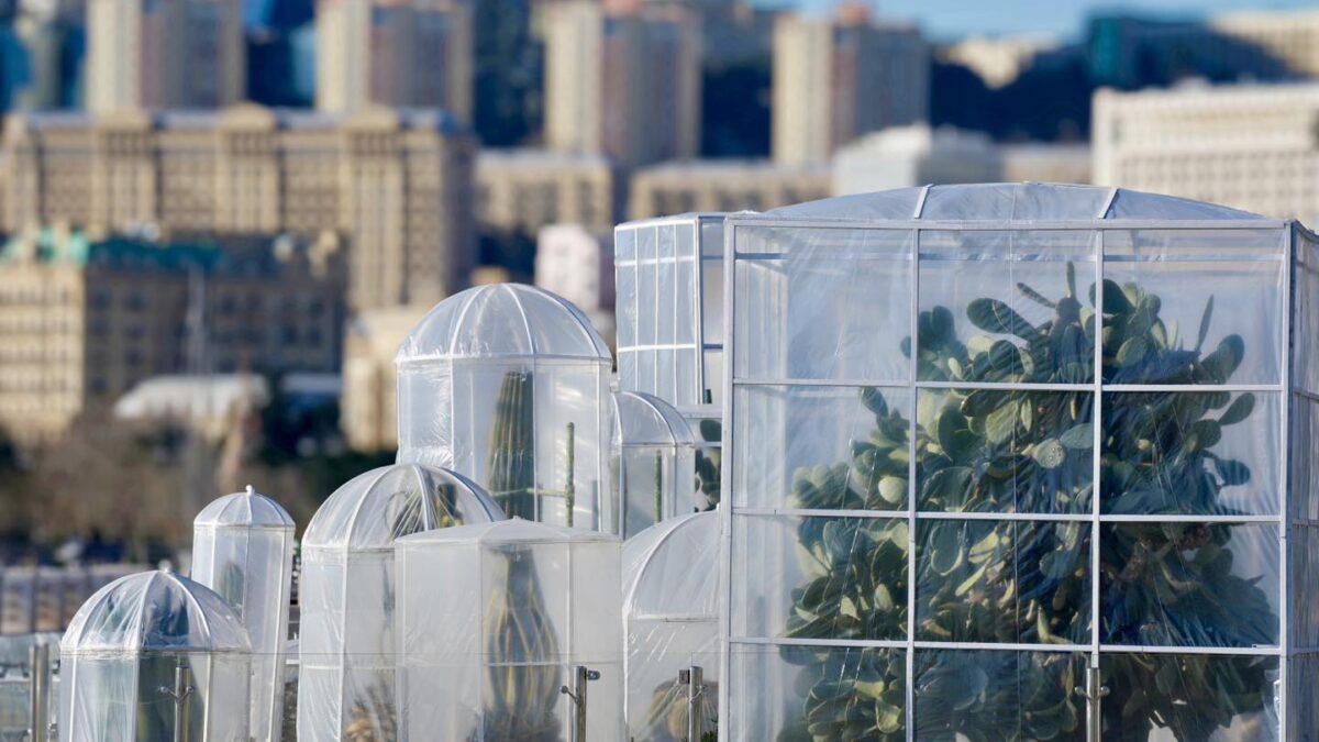 Кактусы на Бакинском бульваре по этой причине были покрыты особым образом (ФОТО)