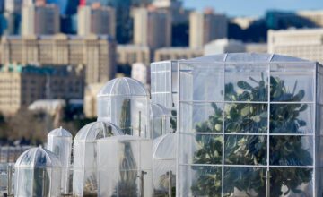 Кактусы на Бакинском бульваре по этой причине были покрыты особым образом (ФОТО)