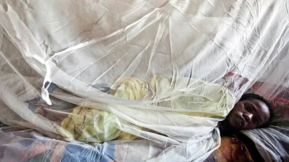 В этом году в Нигерии от лихорадки Ласса умерло 17 человек