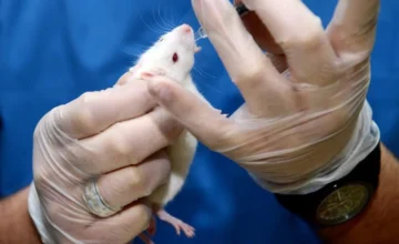 Исследование в Испании: лечение рака поджелудочной железы у мышей