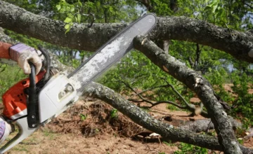 В результате незаконной вырубки деревьев зеленым насаждениям нанесен ущерб в размере более 129 тысяч манатов