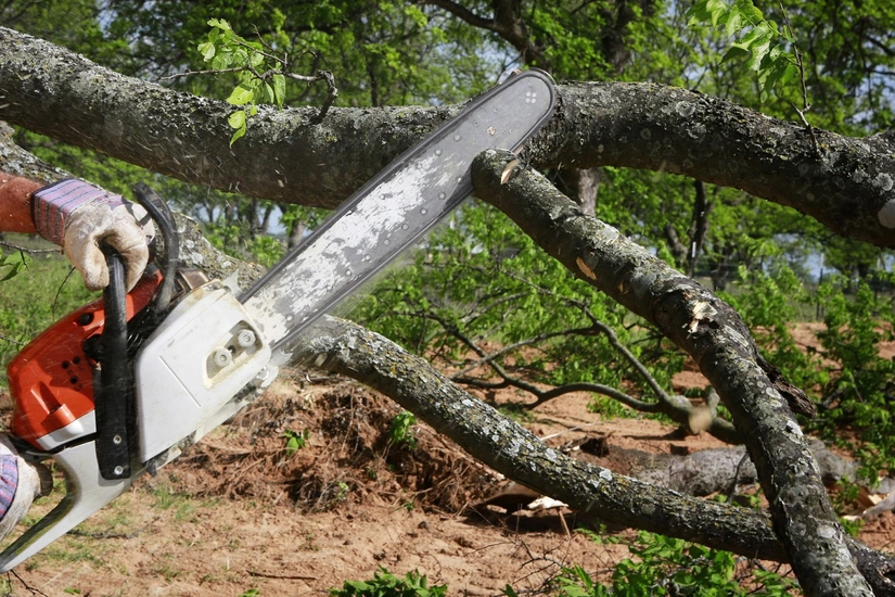 В результате незаконной вырубки деревьев зеленым насаждениям нанесен ущерб в размере более 129 тысяч манатов