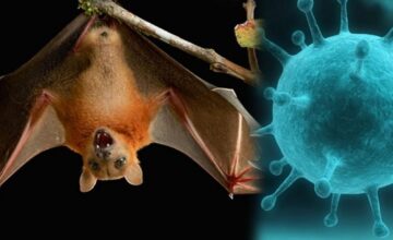 Во Вьетнаме приняты меры в связи с вирусом Нипах