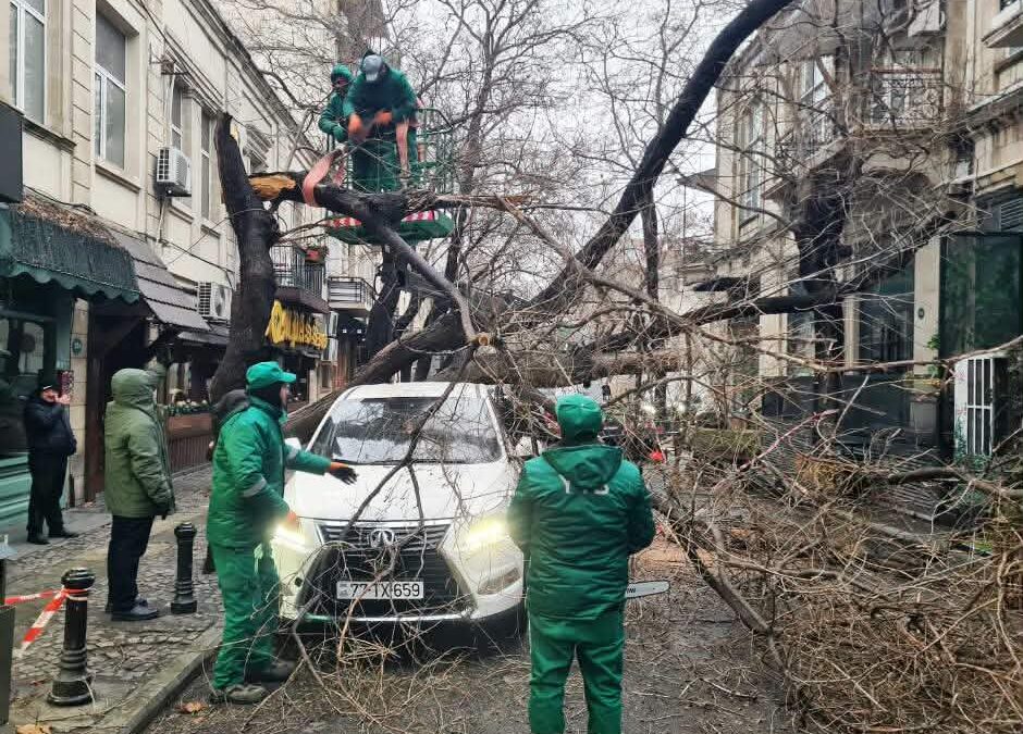 В Баку за два дня сломалось 78 деревьев