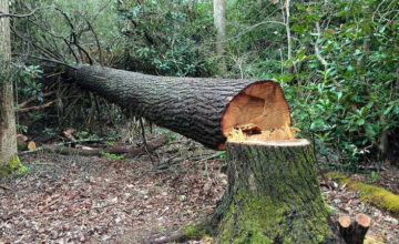 Установлено, что за последнюю неделю зеленым насаждениям был нанесен ущерб на сумму более 25 тысяч манатов