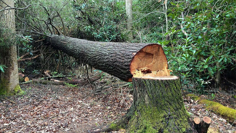 Установлено, что за последнюю неделю зеленым насаждениям был нанесен ущерб на сумму более 25 тысяч манатов