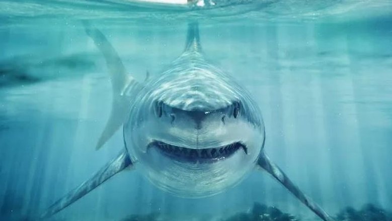 У берегов Антарктиды впервые замечена акула