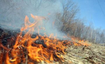 В Имишли горит камышовая территория