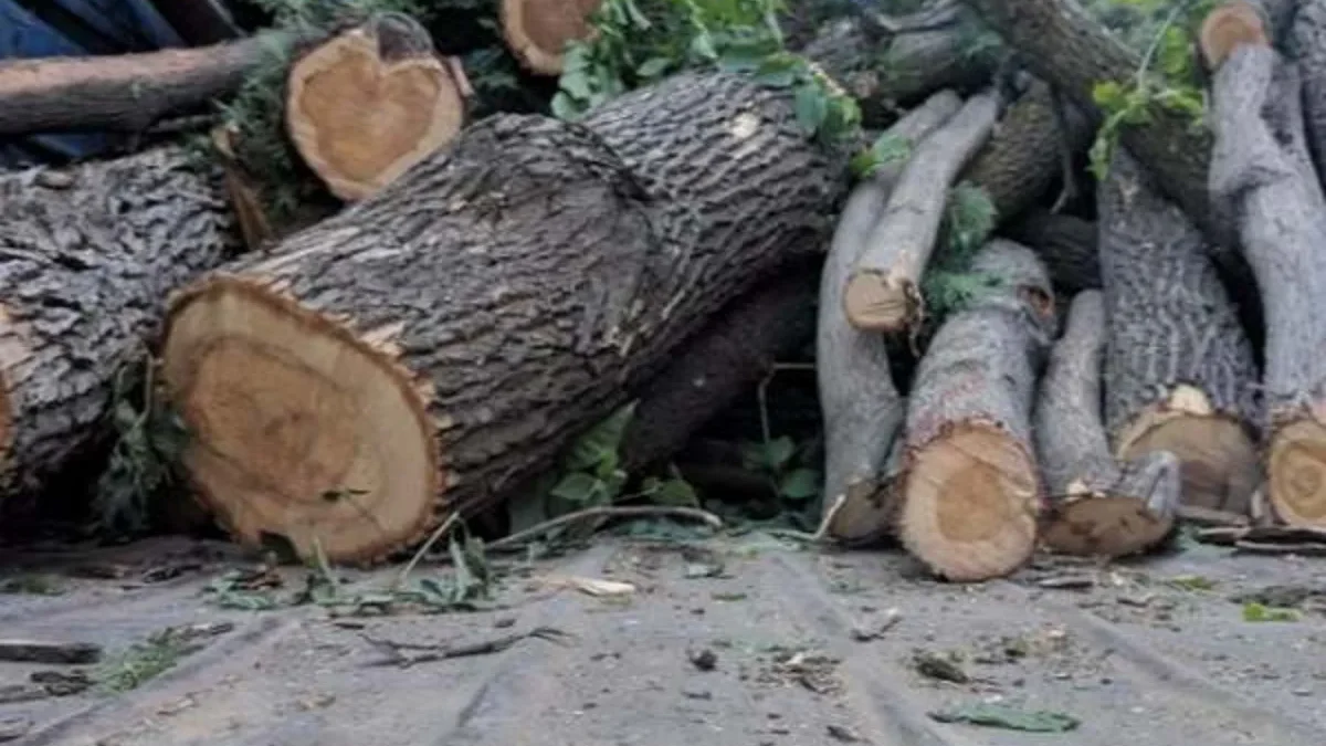 В Баку, Сумгайыте, Гахе и Самухе зеленым насаждениям нанесен ущерб на сумму более 63 тысяч манатов