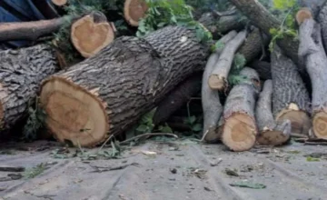 В Баку, Сумгайыте, Гахе и Самухе зеленым насаждениям нанесен ущерб на сумму более 63 тысяч манатов
