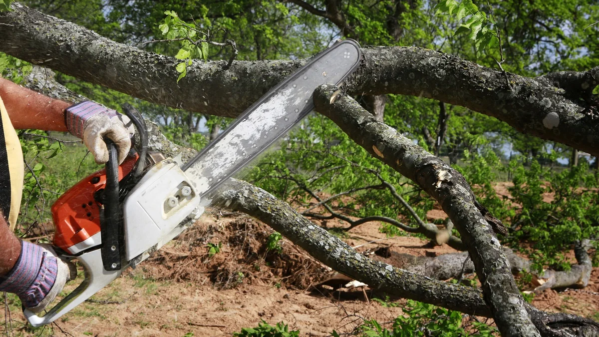 Государственная служба: В результате незаконной вырубки деревьев зеленым насаждениям нанесен ущерб на сумму более 133 тысяч манатов