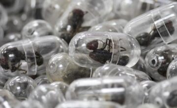 В чемодане обнаружено 2200 живых муравьев