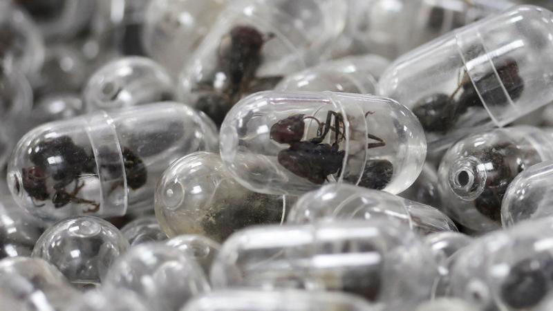 В чемодане обнаружено 2200 живых муравьев