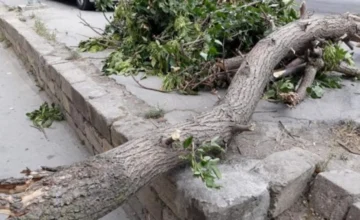 В Баку из-за сильного ветра повалено 34 дерева