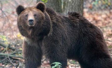 На военной базе США медведь напал на солдат
