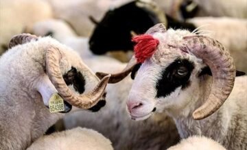 Издана фетва в связи с праздником Гурбан, объявлено время праздничного намаза