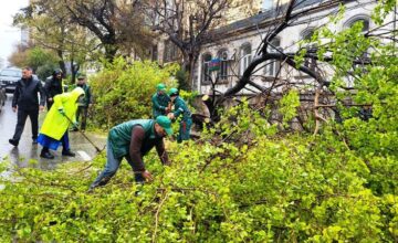 В результате сильного ветра в Баку сломано 41 дерево