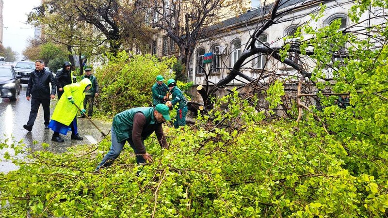 В результате сильного ветра в Баку сломано 41 дерево
