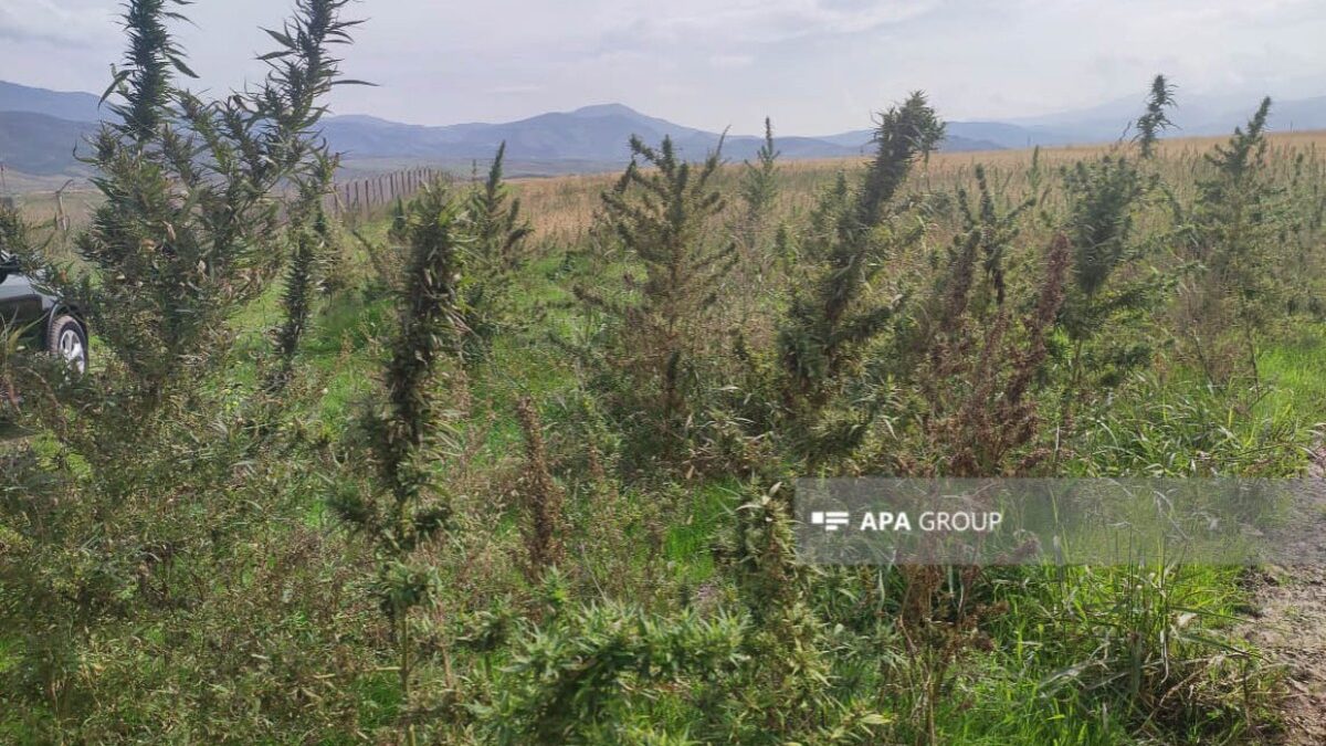В Балакене обнаружена наркоплантация