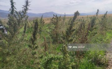 В Балакене обнаружена наркоплантация