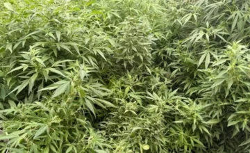 В Гахе уничтожено более 4 тонн кустов конопли