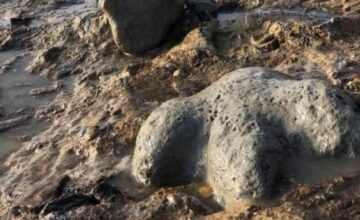 В Таиланде обнаружены окаменелости нового вида динозавров