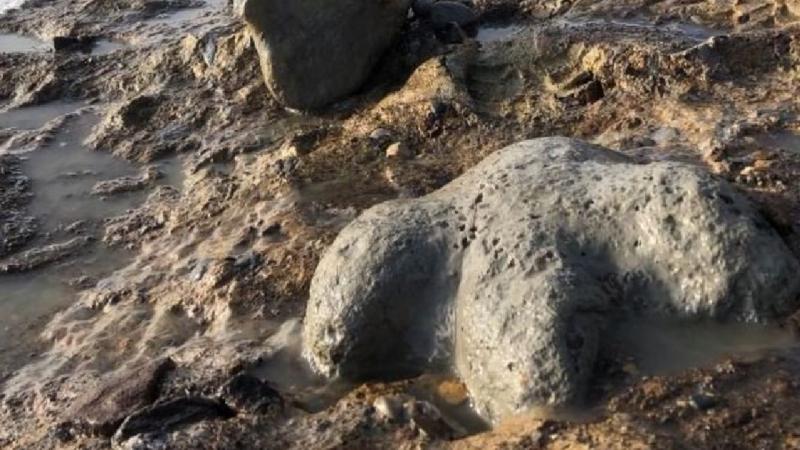 В Таиланде обнаружены окаменелости нового вида динозавров