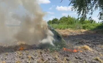 В Гёйчае уничтожено более 2 тонн кустов конопли
