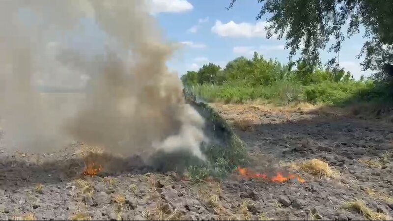 В Гёйчае уничтожено более 2 тонн кустов конопли