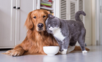 ВНИМАНИЮ тех, кто держит собак и кошек в квартире