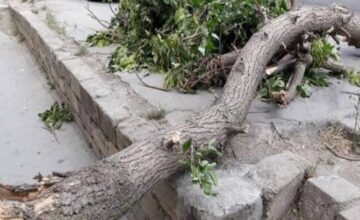 В результате сильного ветра упало дерево, один человек получил травму