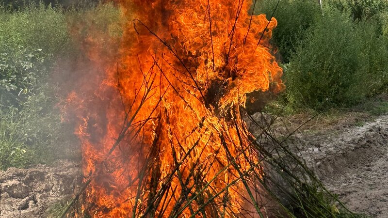 В Лачине уничтожено 1,2 тонны кустов конопли