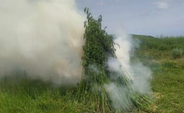 В Азербайджане уничтожено более 5 тонн кустов конопли