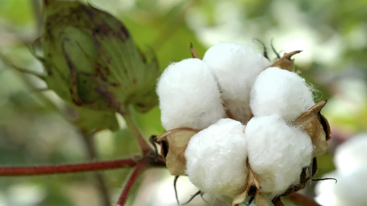 Азербайджан резко увеличил поставки хлопка в Иран и Россию