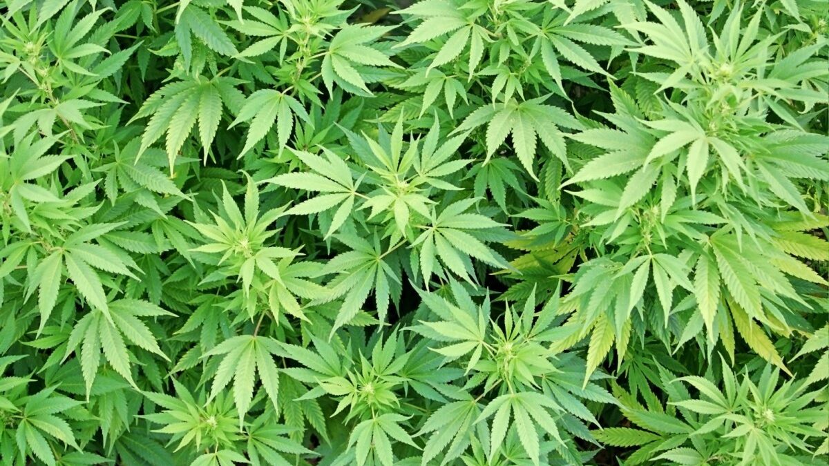 Вчера было уничтожено 11,7 тонны кустов конопли