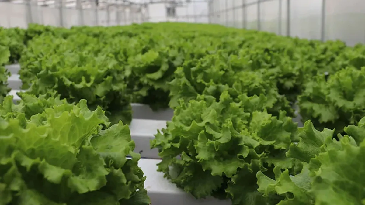 Опасность салата: число заражений растет, продукты отзываются