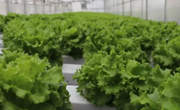 Опасность салата: число заражений растет, продукты отзываются