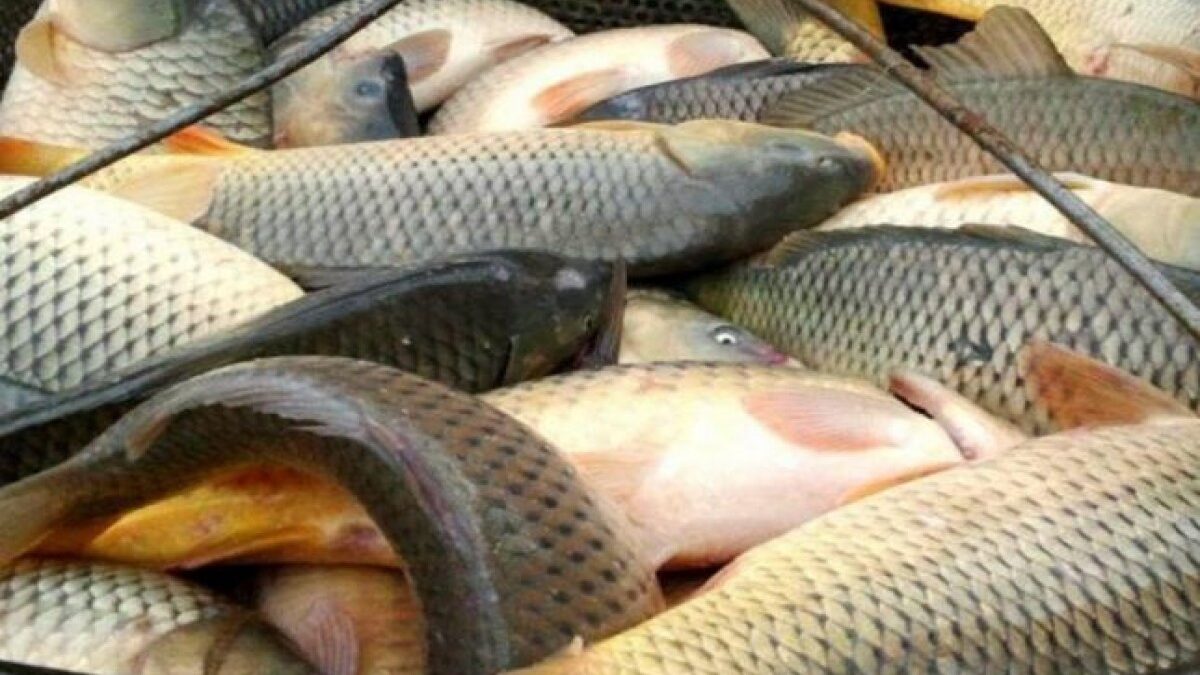 Определяются новые правила продажи рыбной продукции