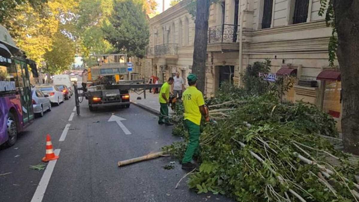 В результате ветра в Баку сломано 15 деревьев, у 20 деревьев сломаны ветки