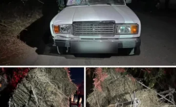 ГДП: За месяц в ДТП с участием гужевых повозок погиб 1 человек, 3 получили травмы