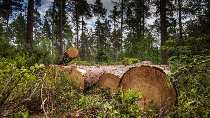 Обнаружены факты незаконной вырубки зеленых насаждений в четырех районах